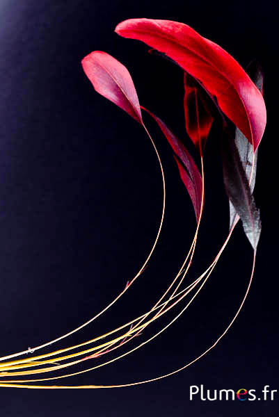 Coquetip - 23-28 cm - gelb-schwarz-rot